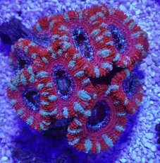 画像1: No.34 オーストラリア産 カクオオトゲキクメイシ (1)