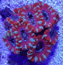 画像2: No.34 オーストラリア産 カクオオトゲキクメイシ (2)