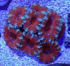 画像1: No.35 オーストラリア産 カクオオトゲキクメイシ (1)