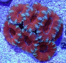 画像2: No.35 オーストラリア産 カクオオトゲキクメイシ (2)