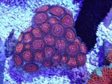 画像1: No.36 マメスナギンチャク (1)