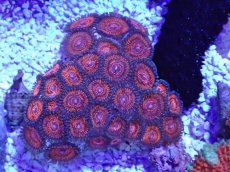 画像2: No.36 マメスナギンチャク (2)