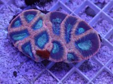 画像1: No.37 オーストラリア産 キクメイシsp (1)