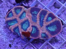 画像2: No.37 オーストラリア産 キクメイシsp (2)