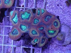 画像1: No.38 オーストラリア産 キクメイシsp (1)