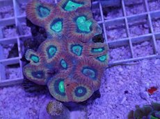 画像2: No.38 オーストラリア産 キクメイシsp (2)