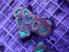 画像2: No.39 オーストラリア産 キクメイシsp (2)