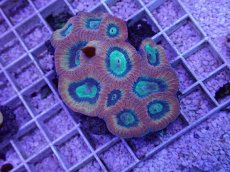 画像1: No.40 オーストラリア産 キクメイシsp (1)