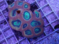 画像2: No.40 オーストラリア産 キクメイシsp (2)