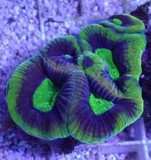 画像1: No.41 オーストラリア産 キクメイシsp (1)