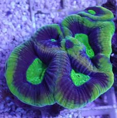 画像2: No.41 オーストラリア産 キクメイシsp (2)