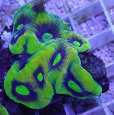 画像1: No.42 オーストラリア産 キクメイシsp (1)