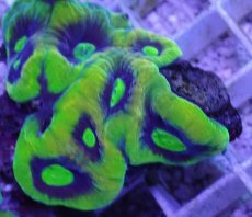 画像2: No.42 オーストラリア産 キクメイシsp (2)