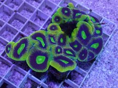 画像1: No.43 オーストラリア産 キクメイシsp (1)