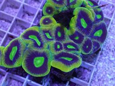 画像2: No.43 オーストラリア産 キクメイシsp (2)