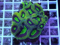 画像1: No.44 オーストラリア産 キクメイシsp (1)