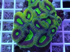 画像2: No.44 オーストラリア産 キクメイシsp (2)