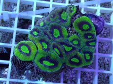 画像1: No.45 オーストラリア産 キクメイシsp (1)