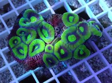 画像1: No.46 オーストラリア産 キクメイシsp (1)