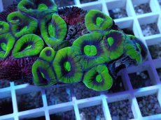 画像2: No.46 オーストラリア産 キクメイシsp (2)