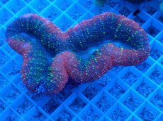 画像1: No.1 ハナガタサンゴ　 (1)