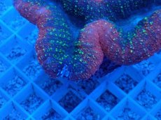 画像2: No.1 ハナガタサンゴ　 (2)