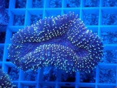 画像1: No.2 ハナガタサンゴ　 (1)