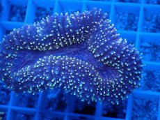 画像2: No.2 ハナガタサンゴ　 (2)