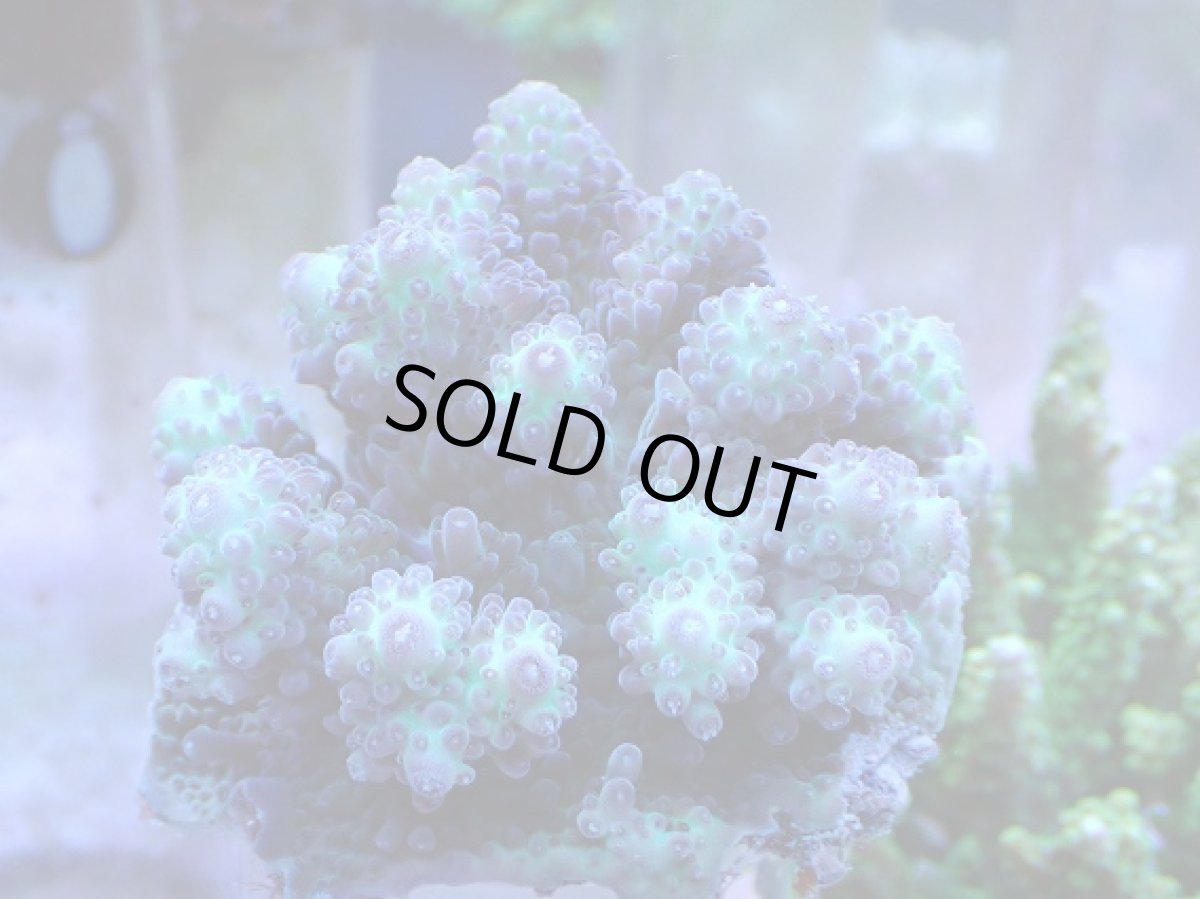 画像1: No.1 浅場ミドリイシ (1)