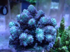 画像1: No.1 浅場ミドリイシ (1)