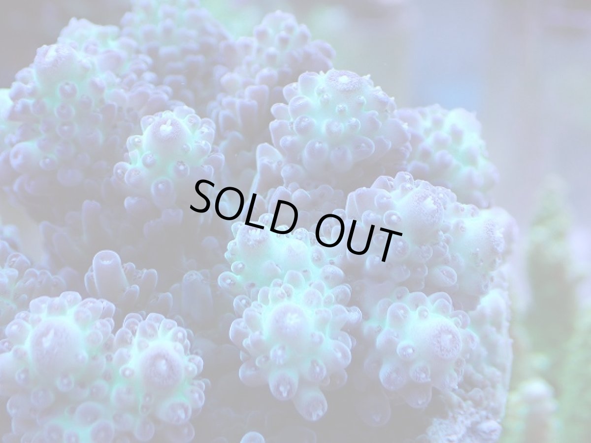 画像2: No.1 浅場ミドリイシ (2)