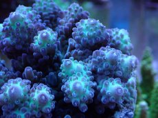 画像2: No.1 浅場ミドリイシ (2)