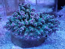 画像1: No.2 ツツハナガサミドリイシ (1)