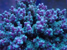 画像2: No.2 ツツハナガサミドリイシ (2)