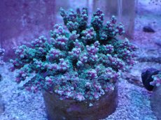 画像1: No.3 ツツハナガサミドリイシ (1)