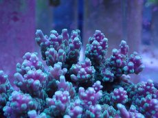 画像2: No.3 ツツハナガサミドリイシ (2)