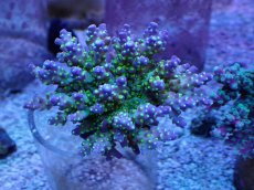 画像1: No.4 スゲミドリイシ (1)