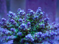 画像2: No.4 スゲミドリイシ (2)