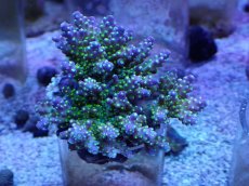 画像1: No.5 スゲミドリイシ (1)