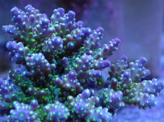 画像2: No.5 スゲミドリイシ (2)