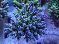 画像1: No.6 スゲミドリイシ (1)