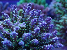 画像2: No.6 スゲミドリイシ (2)