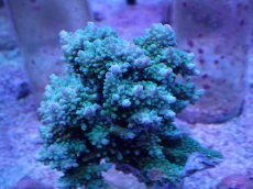 画像1: No.7 浅場ミドリイシ (1)