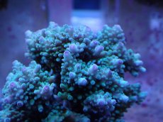 画像2: No.7 浅場ミドリイシ (2)