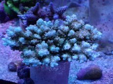 画像1: No.8 浅場ミドリイシ (1)