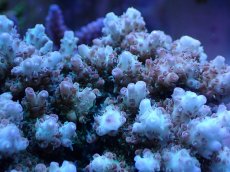 画像2: No.8 浅場ミドリイシ (2)