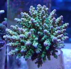 画像1: No.9 浅場ミドリイシ (1)