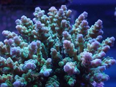 画像2: No.9 浅場ミドリイシ (2)