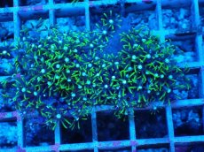 画像1: No.1 スターポリプ　グリーン (1)