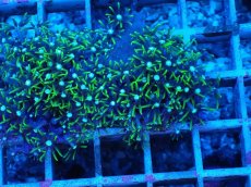 画像2: No.1 スターポリプ　グリーン (2)